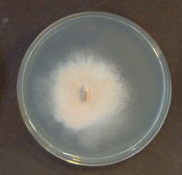 Polyporus tricholoma1(HAC-9783)